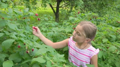 Girl Picks Raspberries