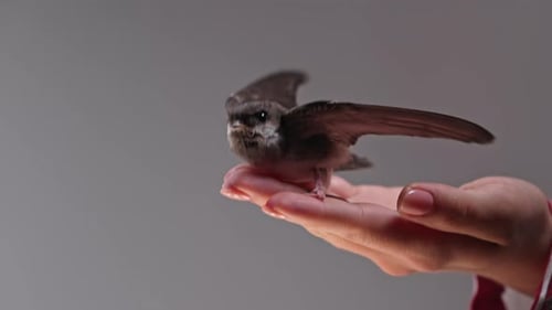 Small Bird Taking Flight From Woman's Hand