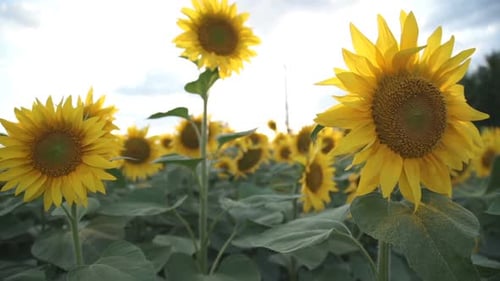 Sunflower Field During Sunset
