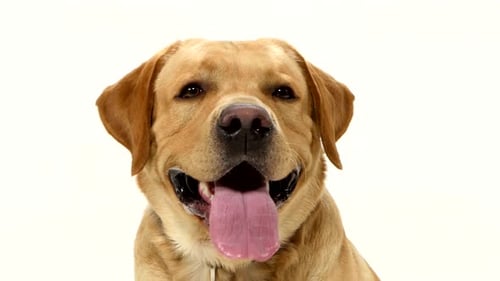 Sweet Labrador Retriever Close-Up on White Background