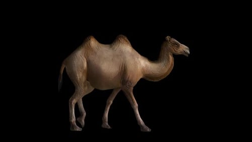 Camel Walk