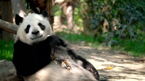 Panda Eating Bamboo While Reclining Outdoors