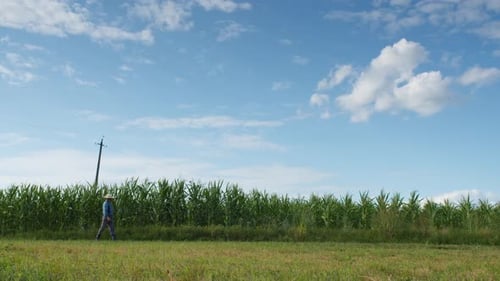 Farmer Walking Past Cornfield on Sunny Day