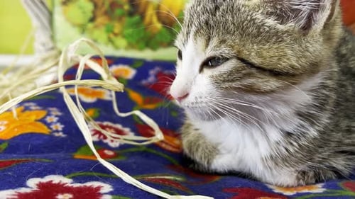 Small Tabby Kitten Resting on Blanket