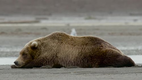 HD Grizzly Bear Sleeping Along Stream CLose UP