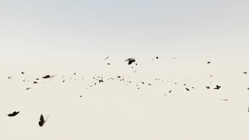 Black Butterflies Swarm Flying Seamlessly