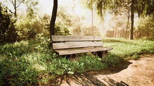 Peaceful Wooden Bench in Sunny Forest Park