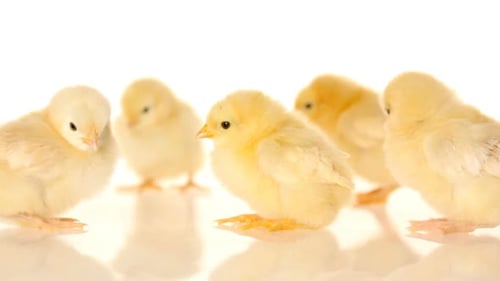 Group of Adorable Fluffy Baby Chicks Chirping