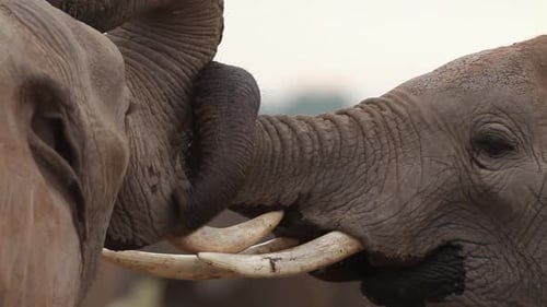 Two Elephants Interacting in Africa, Close Up