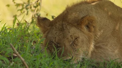 Young Lion Sleeping in Green Grass