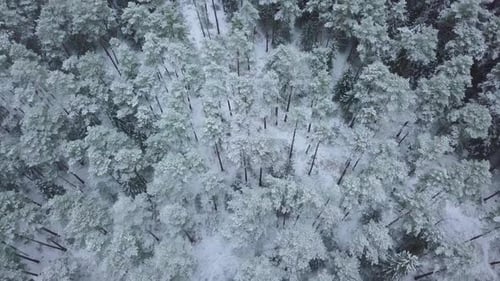 Winter forest nature snow-covered winter trees landscape view from air.
