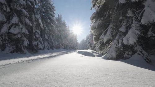A Crosscountry Skiing Trail in a Snowcovered Forest Landscape on a Sunny Day in Winter