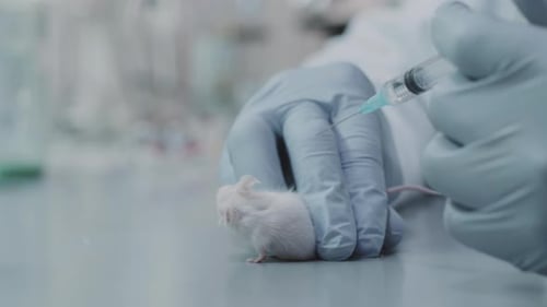Scientists Performing Medical Research Injection on Mouse