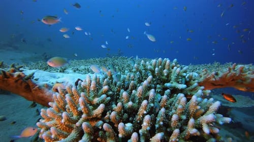 Tropical Underwater Blue-Green Fish