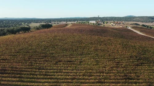 Wunderschönes Tal mit Weinbergen und grünen Bäumen unter dem klaren blauen Himmel