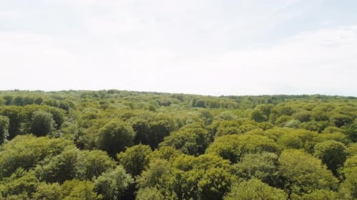 Aerial Shot of Forest Trees Right Beside the Sparkling Ocean Waters