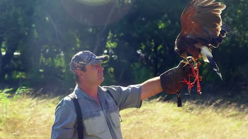 Falkenadler thront auf Männerhand