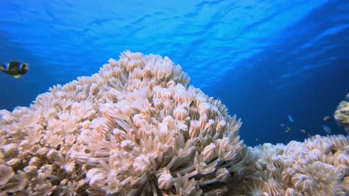 Tropical Blue Sea and Soft Coral