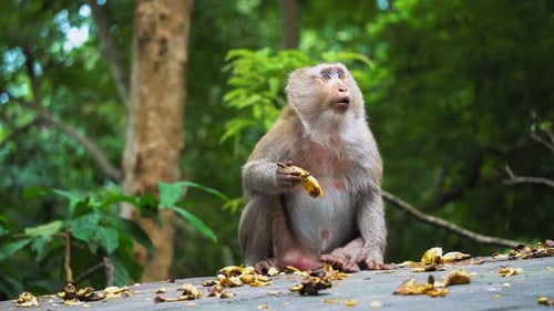 Der Affe isst eine Banane und sieht sich überrascht um. Wilde Natur, der natürliche Lebensraum von Affen