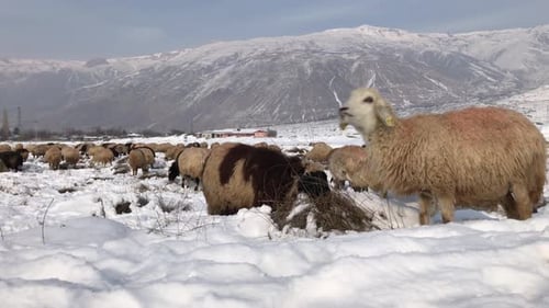 Sheep Grazing In Field In Winter