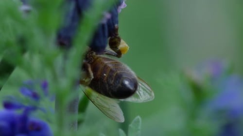 Bee Pollinating Purple Flower in Close Up Shot