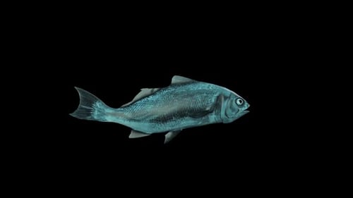 Animated 3D Fish Swimming Across Frame