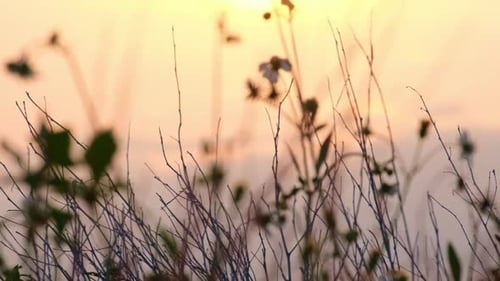 fleurs d'herbe sèche sur fond de ciel coucher de soleil. Coucher de soleil dans un champ de foin de campagne. Contexte de la nature