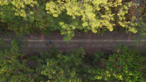 Joggers Run on Forest Path, Birds Eye View