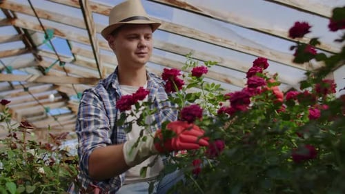 Young Adult Gardening Roses in Greenhouse