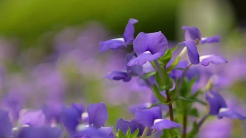 Blumen