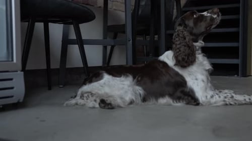 Brown and White Spaniel Dog Resting Indoors