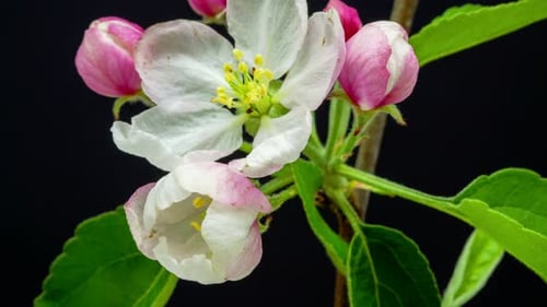 Apple Flower Blossom on Black