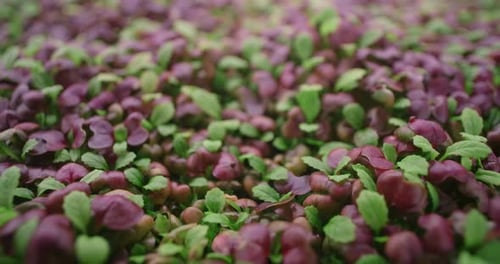 Close-Up of Vibrant Purple and Green Sprouts