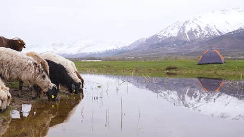 Sheep and Goats at the Foot of the Snowy Mountain