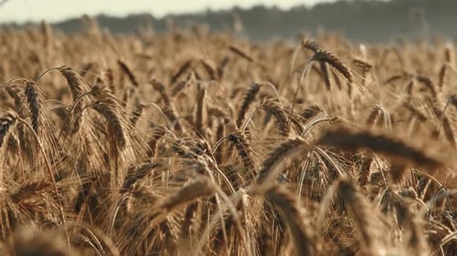 Wheat Field Blowing in the Wind at Golden Hour