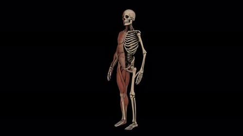 3D Animated Human Male Muscular and Skeletal Systems Anatomy