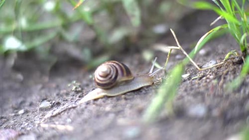 Snail Crawling Near the Green Grass