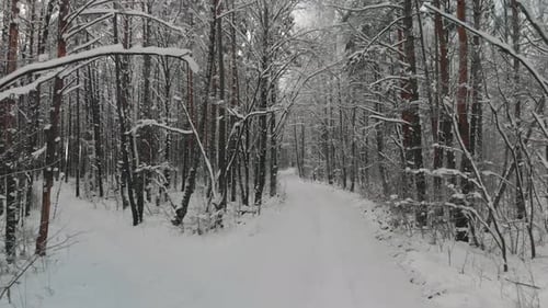 Estrada florestal coberta de neve entre árvores decíduas nuas