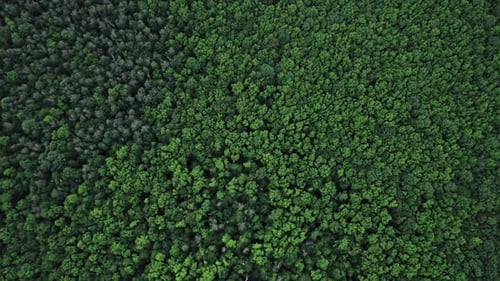 Top Down View of Autumn Forest