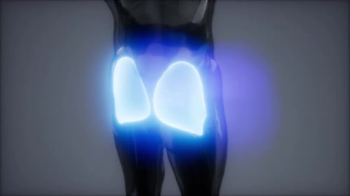 3D Animated Human Gluteal Muscles with Glowing Highlight