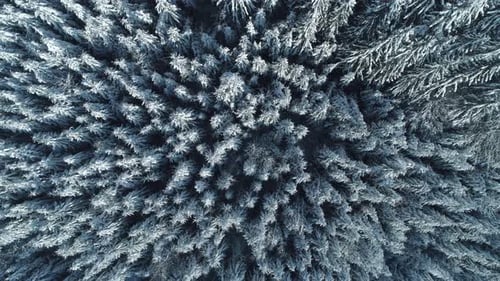 Winter Season Spruce and Pine Trees Covered with Snow. Aerial Top Down Flyover Shot of Winter Forest