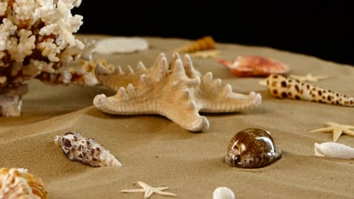 Vielzahl von bunten Muscheln und Korallen, schwarz, Rotation