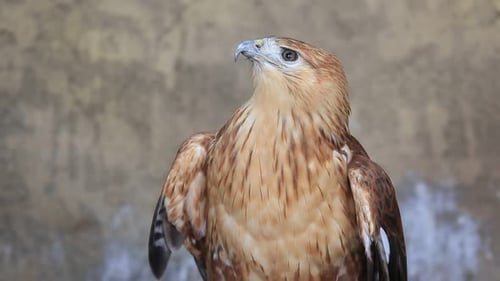 Hawk Turns Its Head in Close-Up Shot