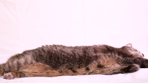 Chubby Tabby Cat streckt sich und entspannt sich dann vor einem weißen Hintergrund