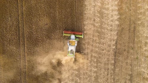Aerial View of Combine Harvester Working During Harvesting Season on Large Ripe Wheat Field