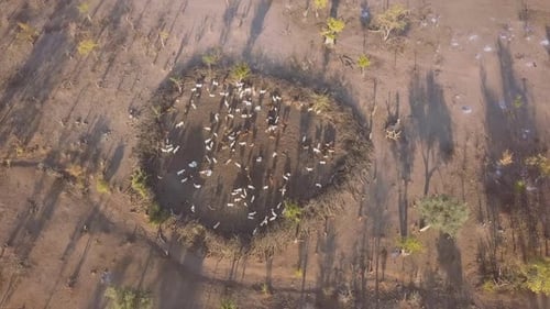 Goats on pastureland in Angola, Africa