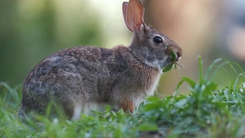 Grey Small Hare Eating Grass on Summer Field