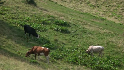 Cattle Herd Grazing on Mountain Pasture