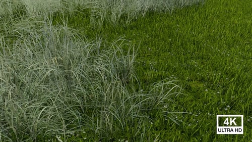 Green Grass In The Park 4K