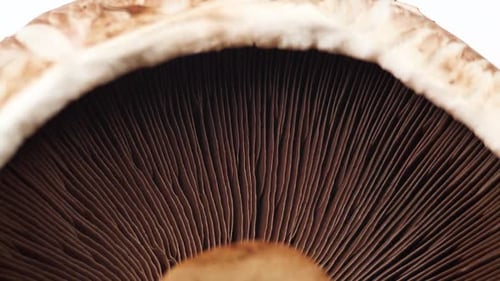 Champignon rotatif aux champignons Portobello en gros plan. Vidéo macro de fond sur les aliments crus